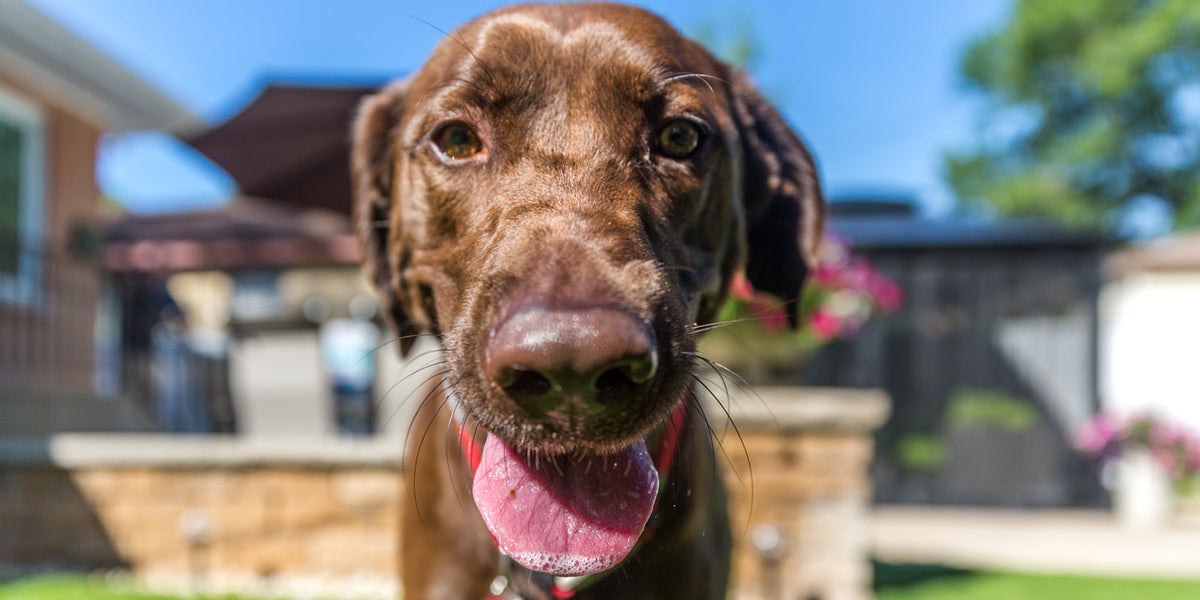 Midwest hot sale labrador rescue