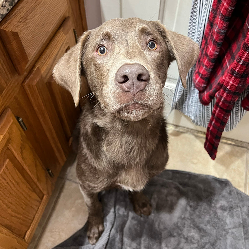 Montana MLRR montana-mlrr