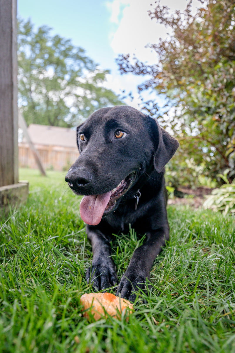 Dogs of Summer / Giants' water retrievers ready for their big-league debut  tomorrow