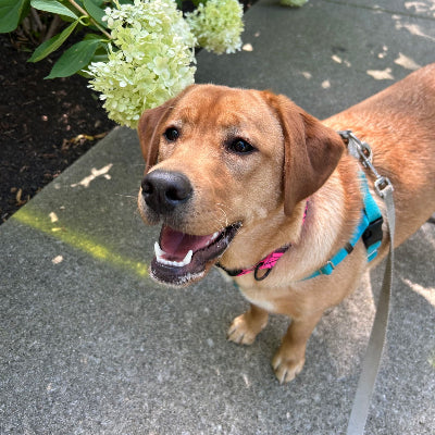 Ellie