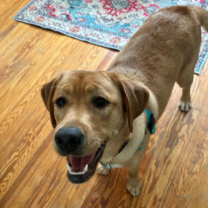 Ellie