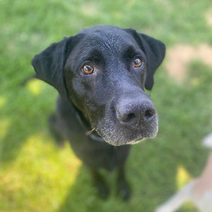 Finn