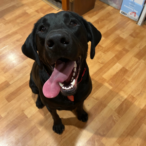 Raven Adoption Pending