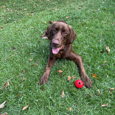Henry