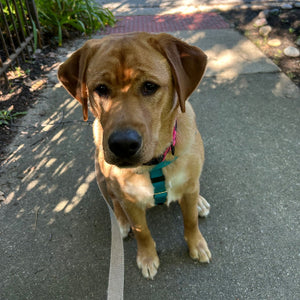 Ellie