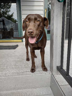 Daisy Mae Adoption Pending