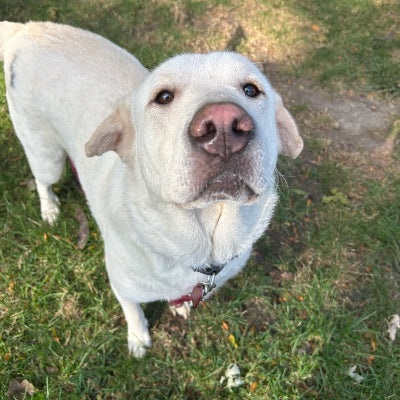 Daizy adoption pending