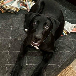 Diva Adoption Pending