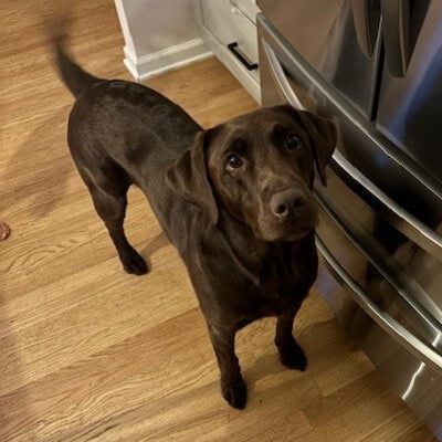 Gus