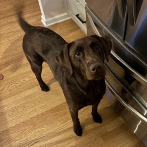 Gus