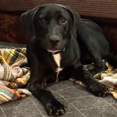 Diva Adoption Pending