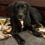 Diva Adoption Pending
