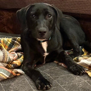 Diva Adoption Pending