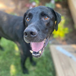 Finn