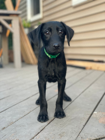 Max adoption pending