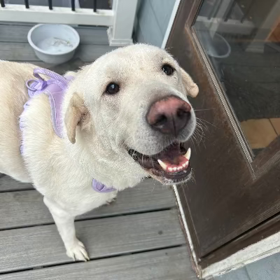 Daizy adoption pending