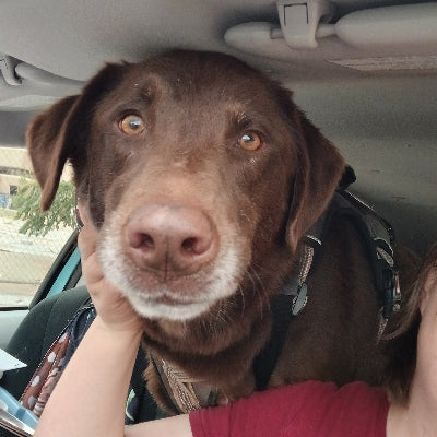 Perry Adoption Pending