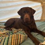 Sir Gunner