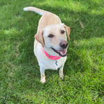 Angel Adoption Pending