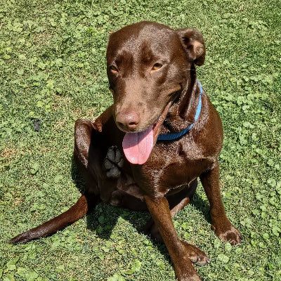 Daisy Mae Adoption Pending