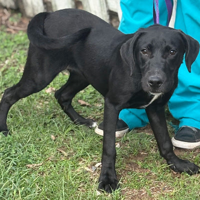 Diva Adoption Pending