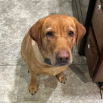 Millie Adoption Pending
