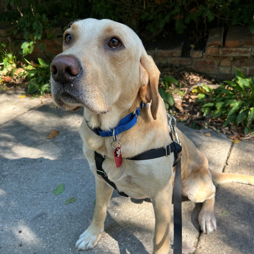 Shale Adoption Pending