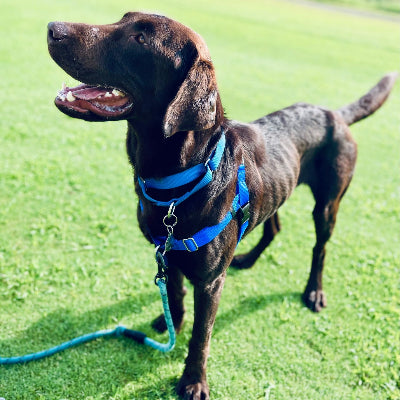 Gunner Boy