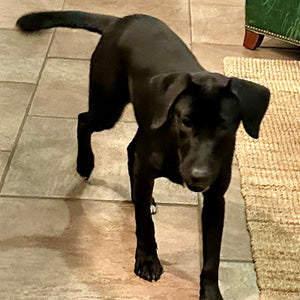 Diva Adoption Pending