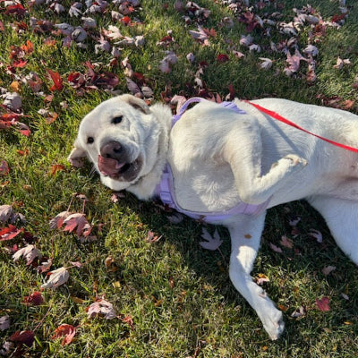 Daizy adoption pending