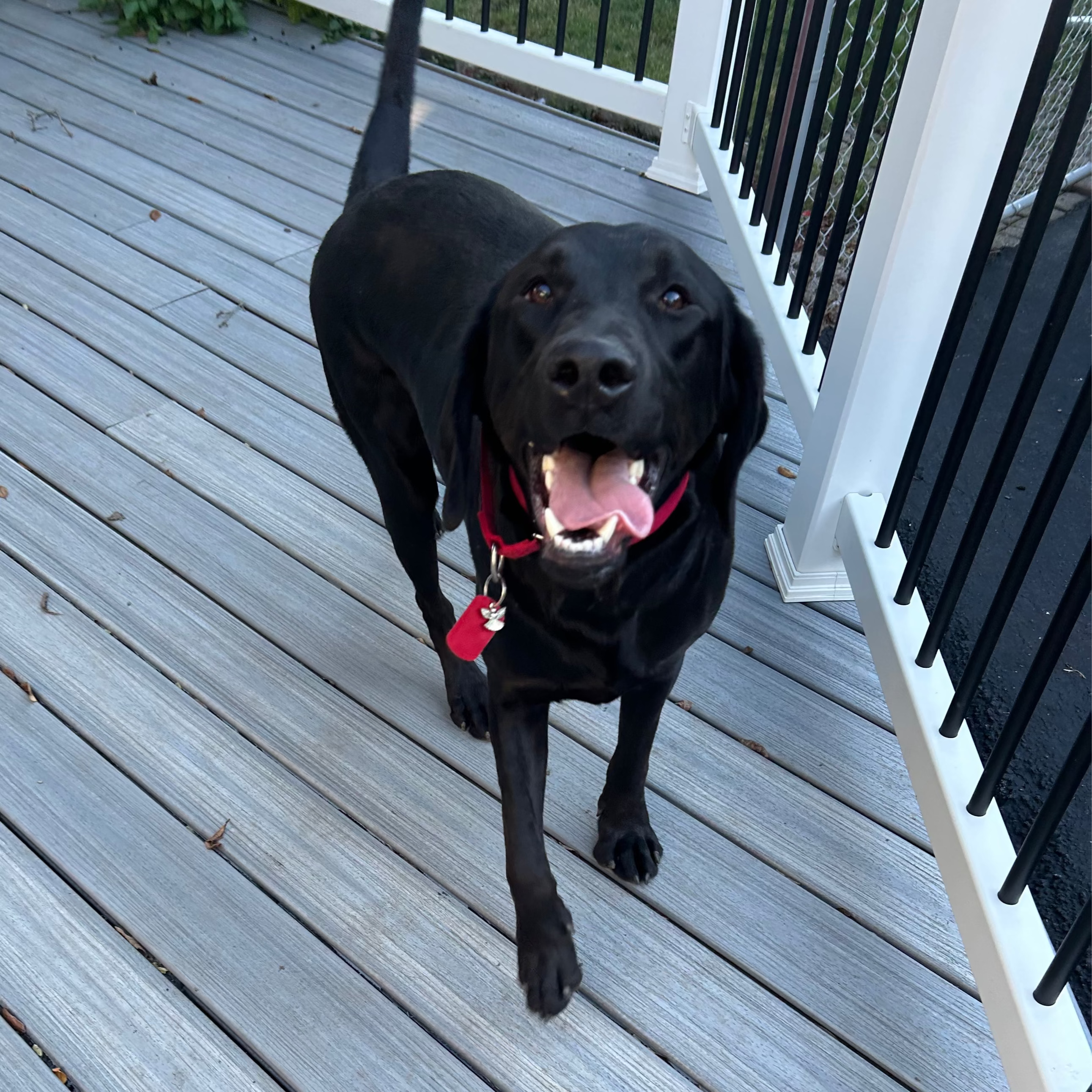 Raven Adoption Pending
