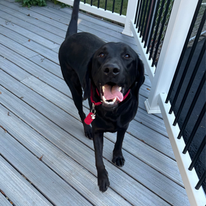 Raven Adoption Pending