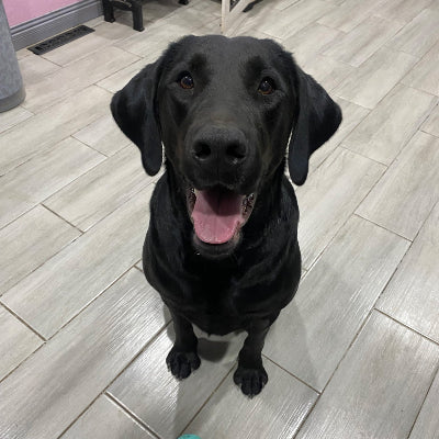 Raven Adoption Pending