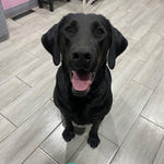 Raven Adoption Pending
