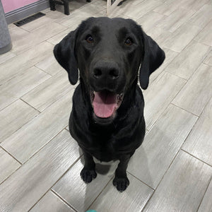 Raven Adoption Pending