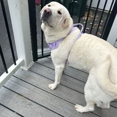 Daizy adoption pending