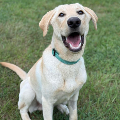 Gunner