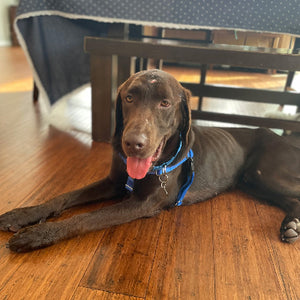Gunner Boy
