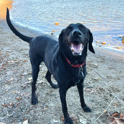 Beau Adoption Pending