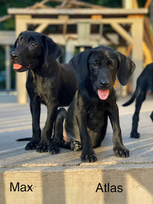 Max adoption pending