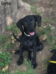 Bella