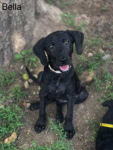 Bella Adoption Pending