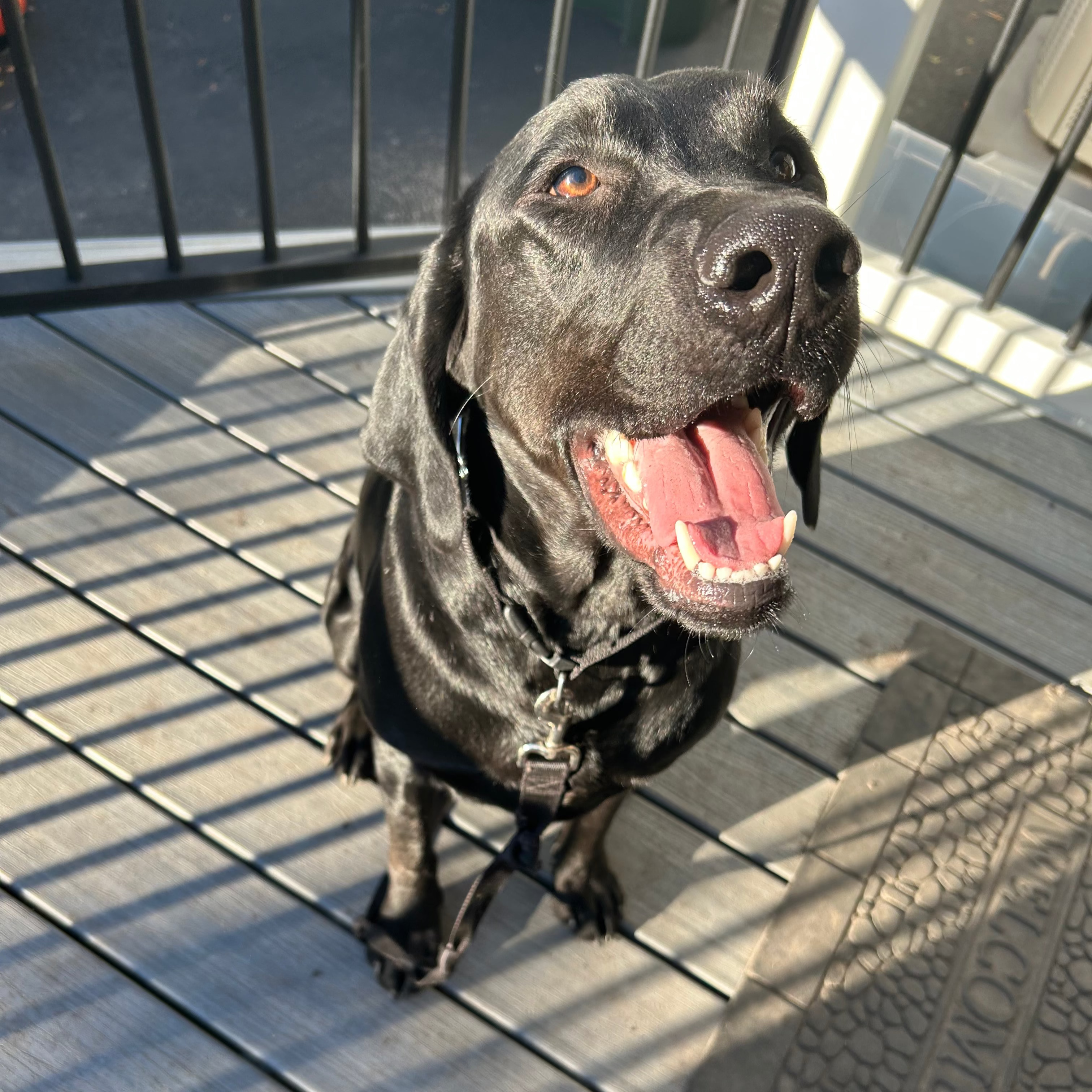 Raven Adoption Pending