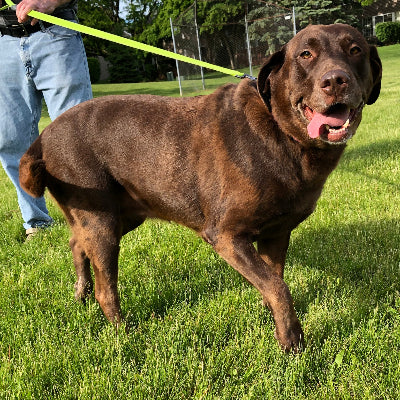 Daisy