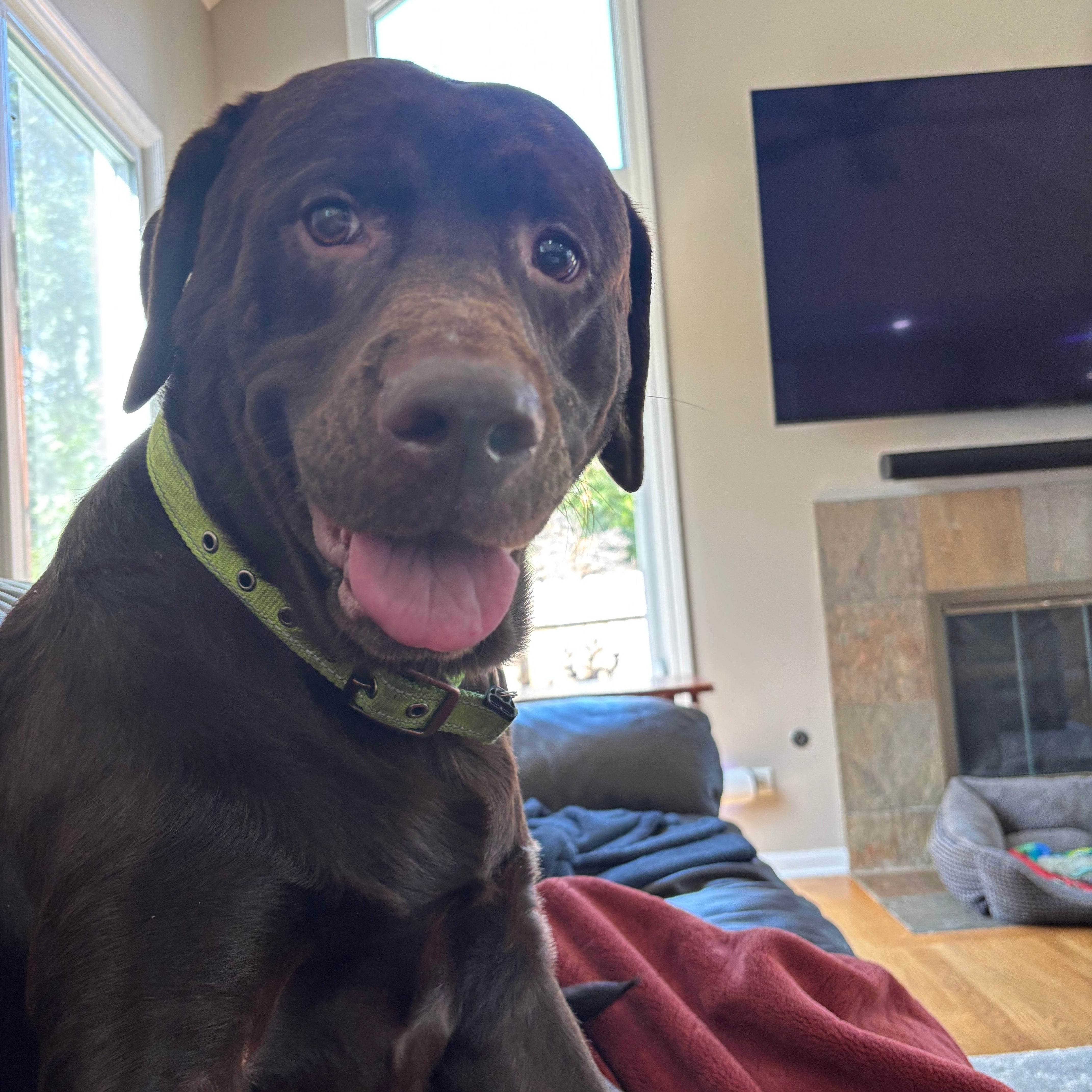 Sir Gunner