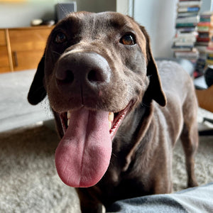 Gus