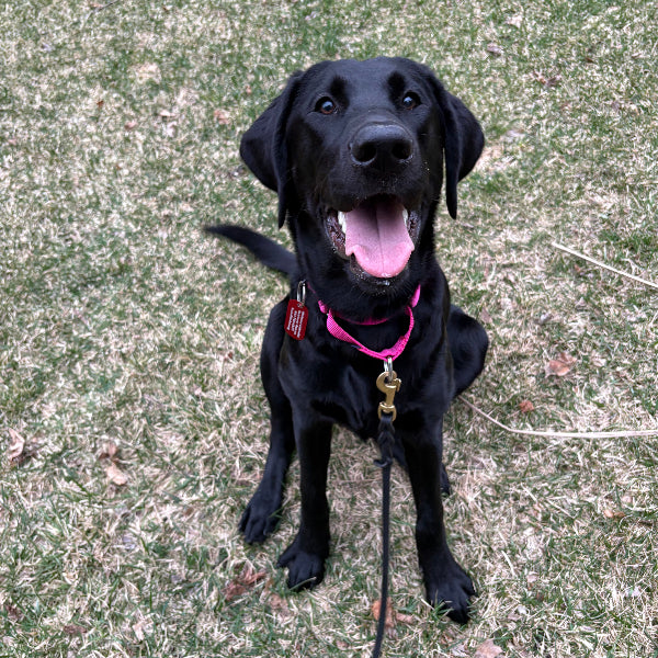Zoey - Adoption Pending