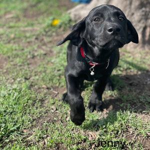 Jenny