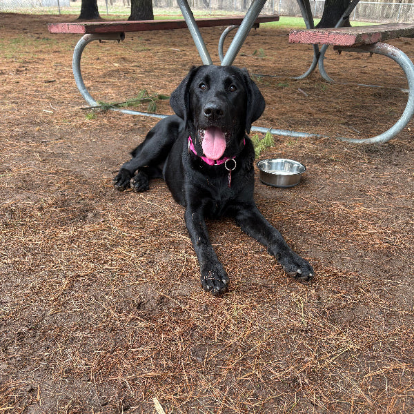 Zoey - Adoption Pending