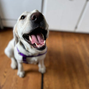Oso